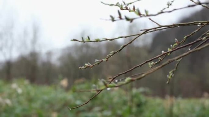 在雨中，有芽的柳枝在风中摆动。