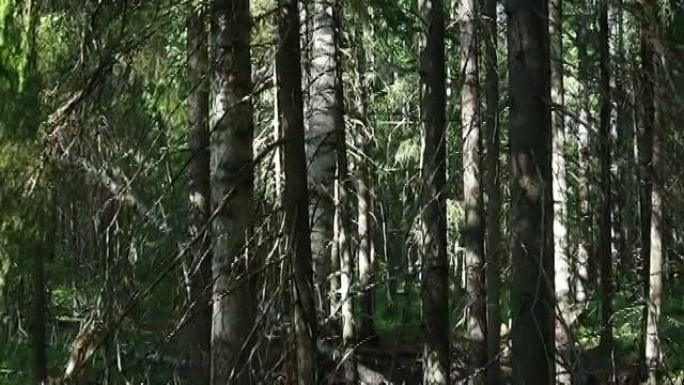 针叶林为主的针叶林生物群。云杉云杉，松科松科针叶常绿乔木属。俄罗斯，卡累利阿，奥尔泽加。茂密的森林。
