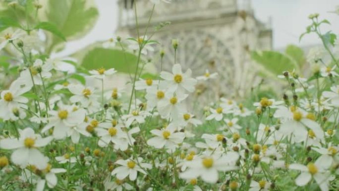 4k巴黎盛开的白花美景