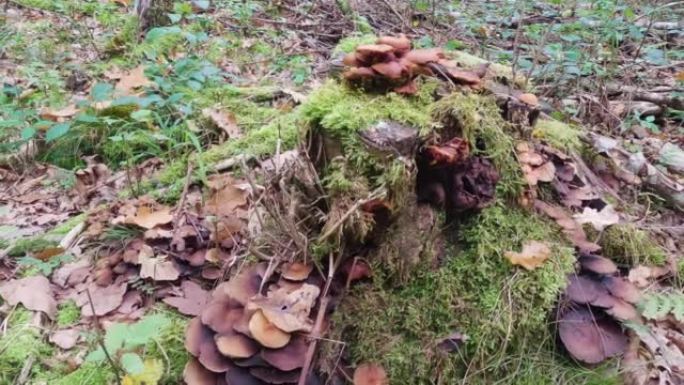 秋天森林中的野生蘑菇