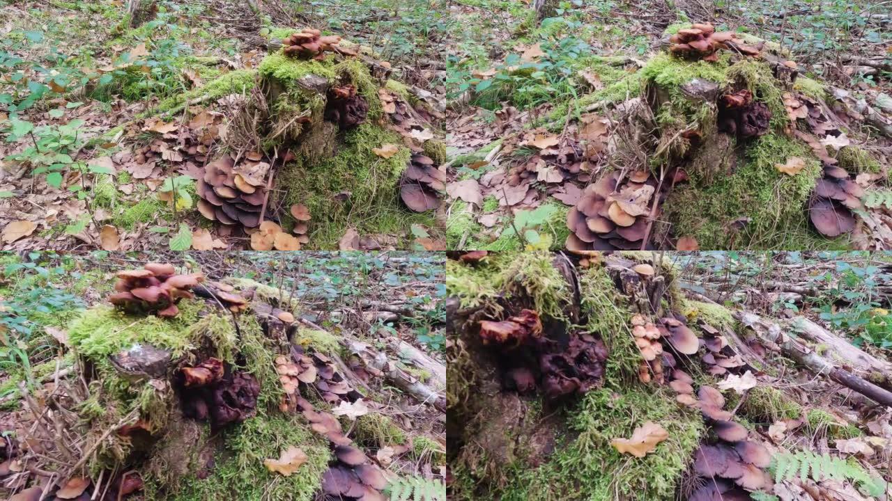 秋天森林中的野生蘑菇
