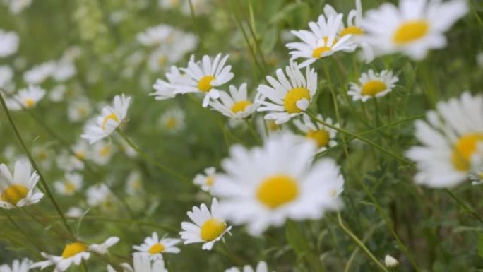 风摇曳的白色雏菊场特写。白色盛开的洋甘菊花夏季田野草地特写。大自然春天的野花。环境保护，生态系统。美