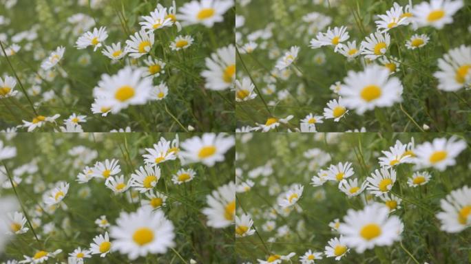 风摇曳的白色雏菊场特写。白色盛开的洋甘菊花夏季田野草地特写。大自然春天的野花。环境保护，生态系统。美