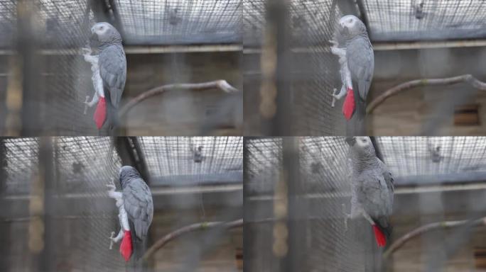 灰色笼中的灰色鹦鹉的浅焦点