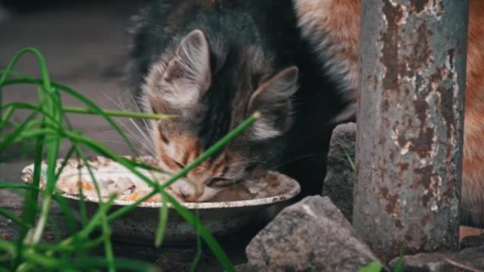 无家可归的肮脏小猫在街上吃脏盘子里的剩菜