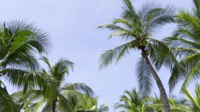 椰子树。实拍海南椰子树