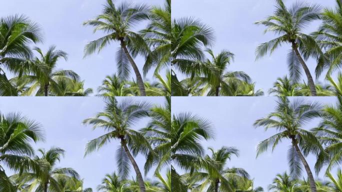 椰子树。实拍海南椰子树