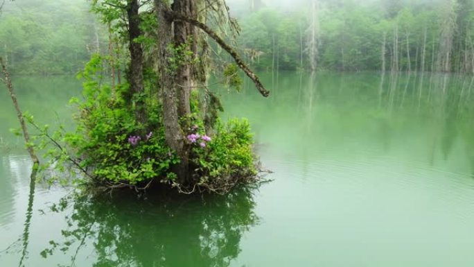 美丽不寻常的自然景观，迷雾森林中的神奇早晨，湖中的枯树，鸟瞰图