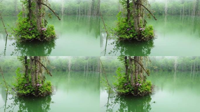 美丽不寻常的自然景观，迷雾森林中的神奇早晨，湖中的枯树，鸟瞰图