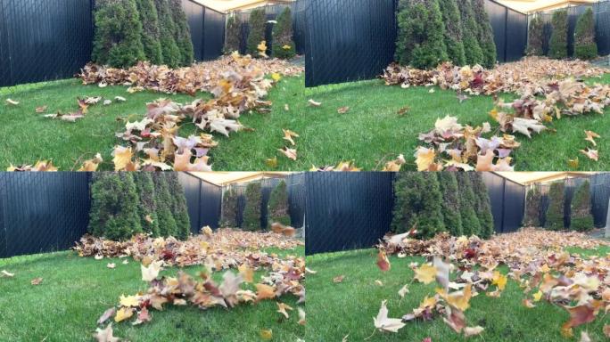 秋天落叶的花园清洁。干叶从后院的绿草上吹走。用吹叶机清洁。