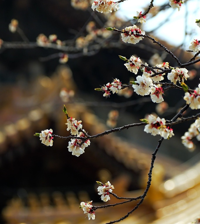 升格实拍春天北京故宫内盛开的花和柳枝竖屏
