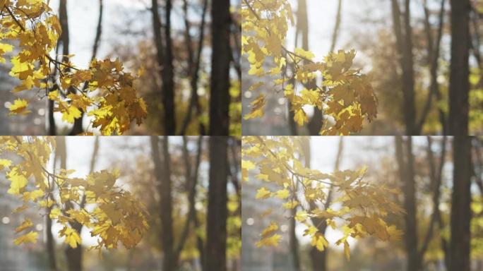 浪漫的秋天好天气自然美丽黄色