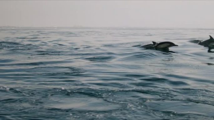 海豚一起跳进海洋4K 48FPS慢动作