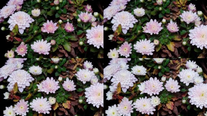 从花蕾到盛开的白菊花的4k延时镜头，小虫子在花上爬行，俯视图。