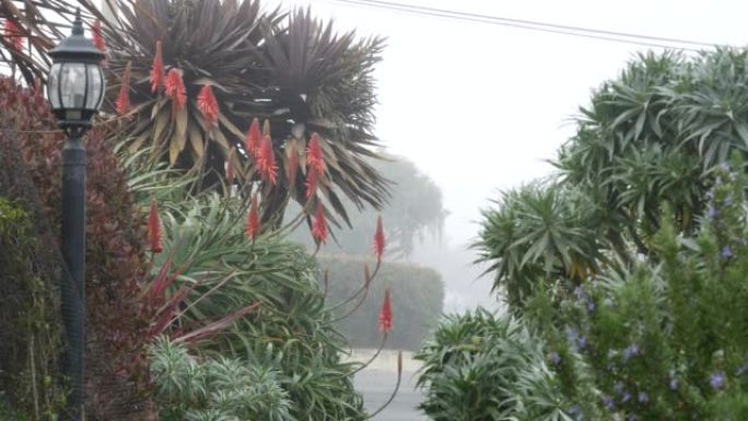 郊区街，多雾多雨的自然，加州植物志。花园中的红色芦荟花
