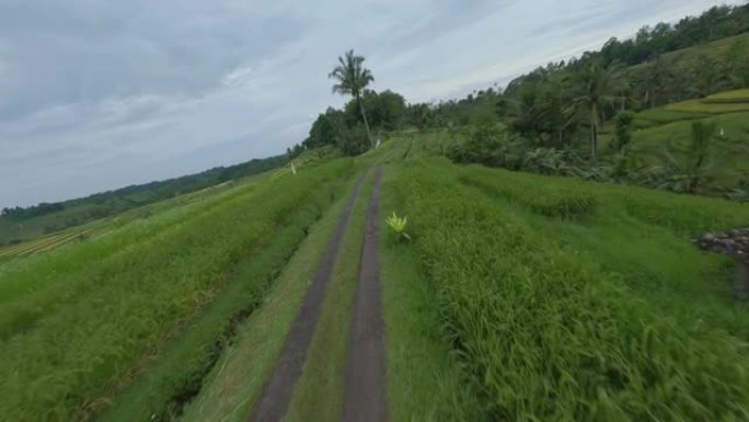 热带稻田水绿植物收获行自然景观鸟瞰图