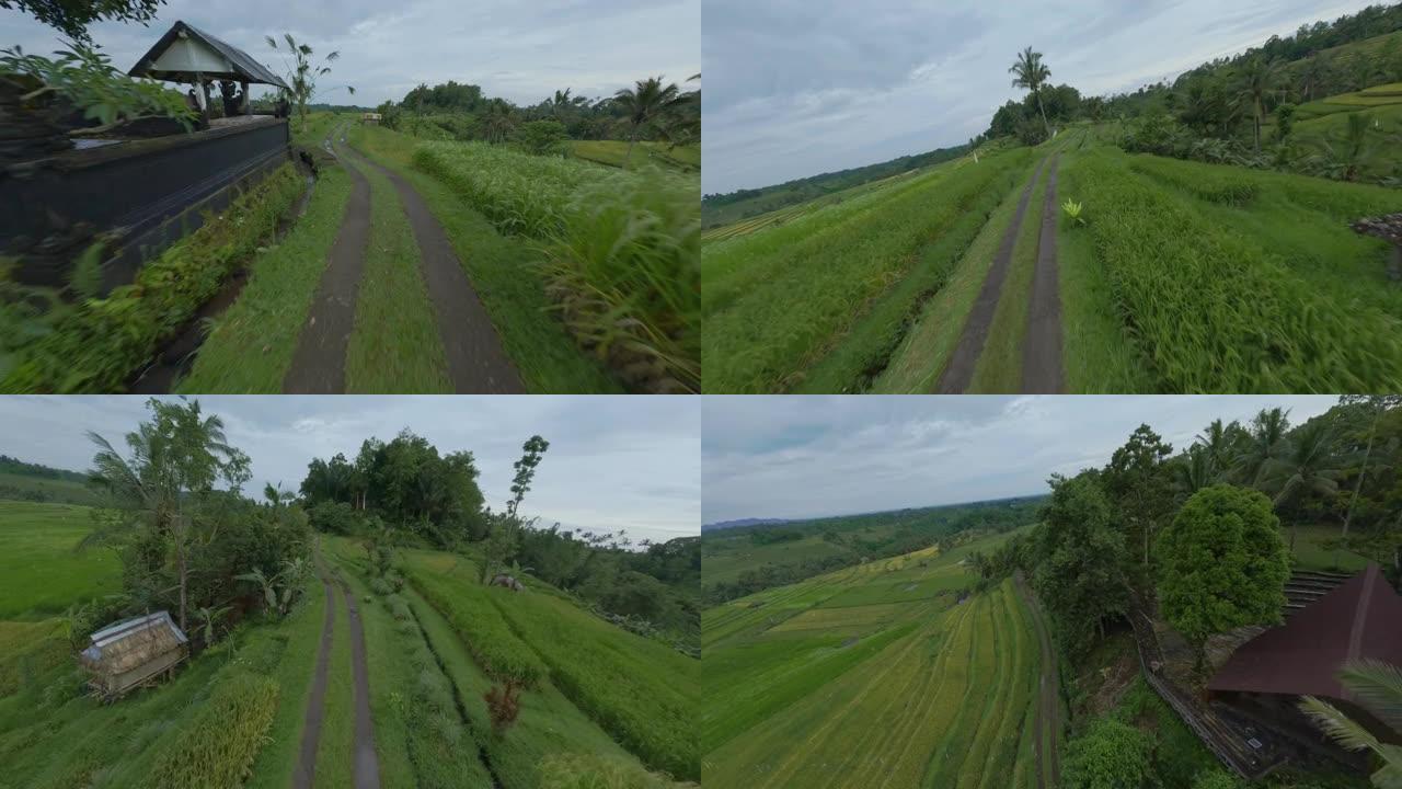 热带稻田水绿植物收获行自然景观鸟瞰图