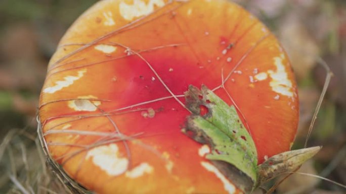 秋天森林里的木木兰。自然环境下的蘑菇红蝇伞伞蝇伞。特写。