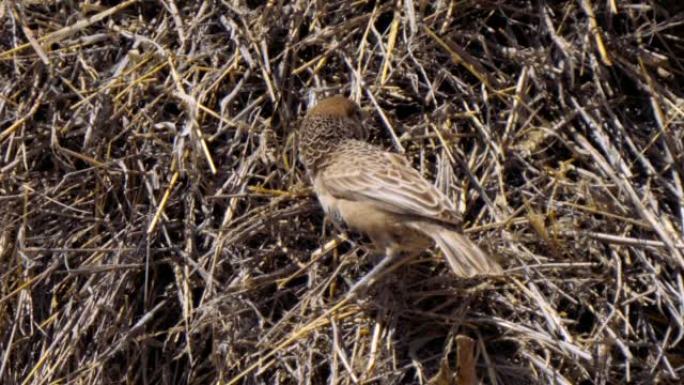 善于交际的织布工或Philetairus socius，在南非Kgalagadi Transfron