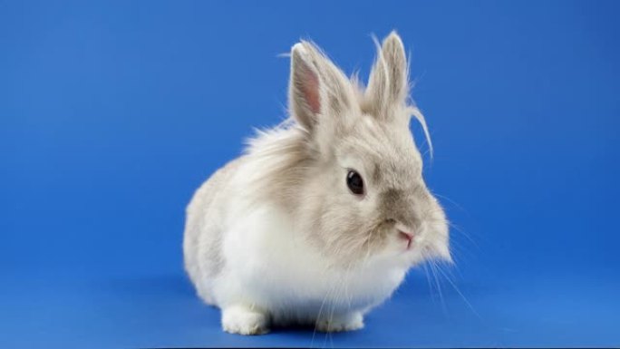 装饰家兔坐在蓝色背景上。可爱的小兔子环顾四周。健康动物和宠物概念。复活节，新年2023概念符号