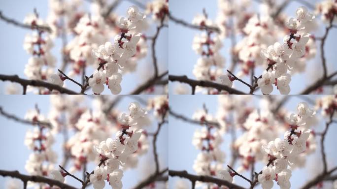 春季一枝雪白的桃花盛开在微风中轻轻摇动
