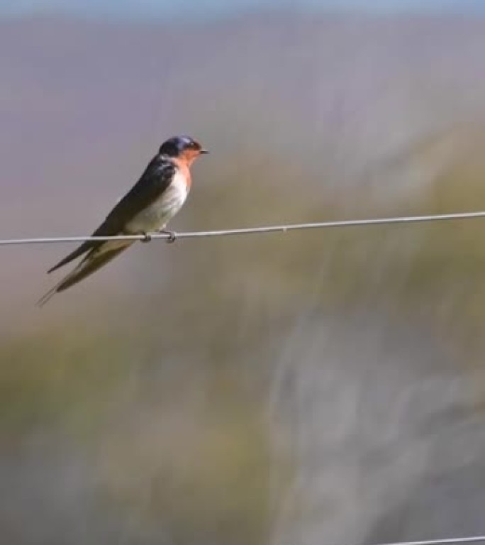 欢迎燕子 (Hirundo neoxena)