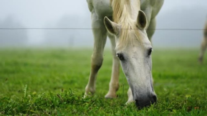 马在草地上吃草的特写