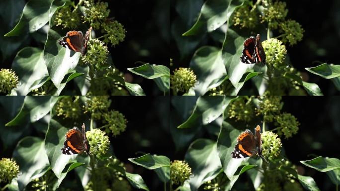 九月，一只橙色，黑色和棕色，带有白色斑点的蝴蝶从常春藤花上收获花粉