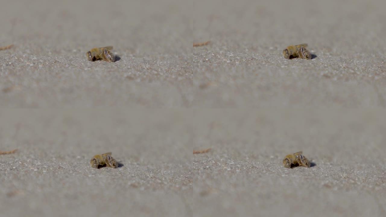 濒临死亡的蜜蜂