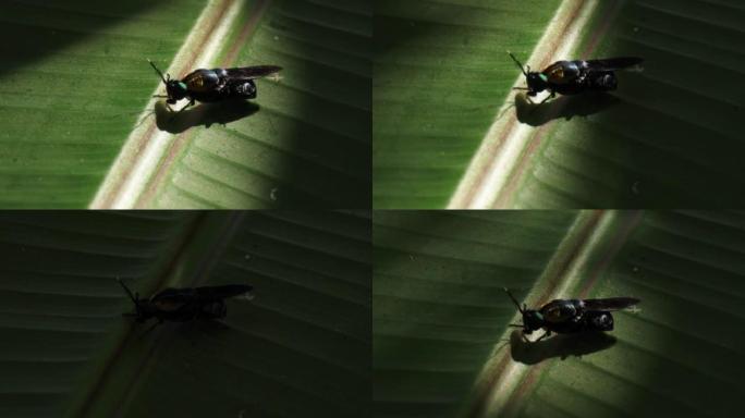 花蝇，hoverfly