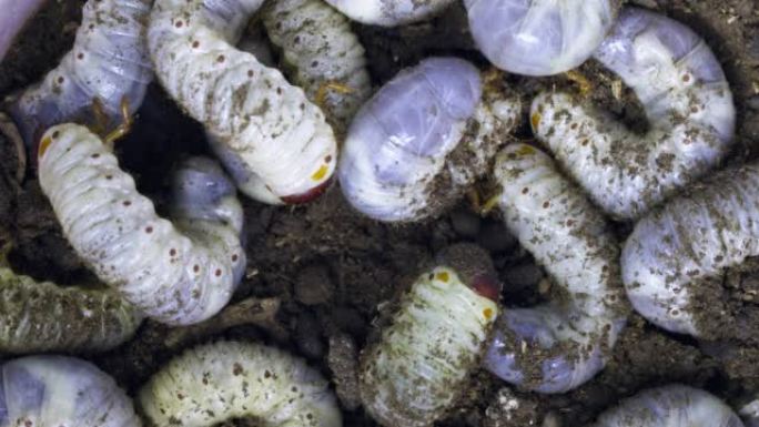 大型白色蠕虫特写可能会在地面上虫子幼虫或犀牛甲虫
