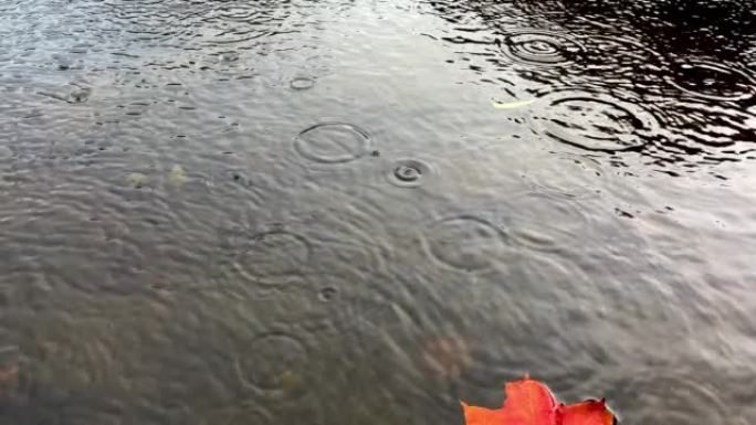 雨水滴入池塘的清澈水中。