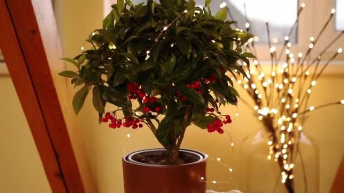 Ardisia crenata，报春花科以各种名称而闻名，例如圣诞节浆果，澳大利亚冬青，珊瑚ardi