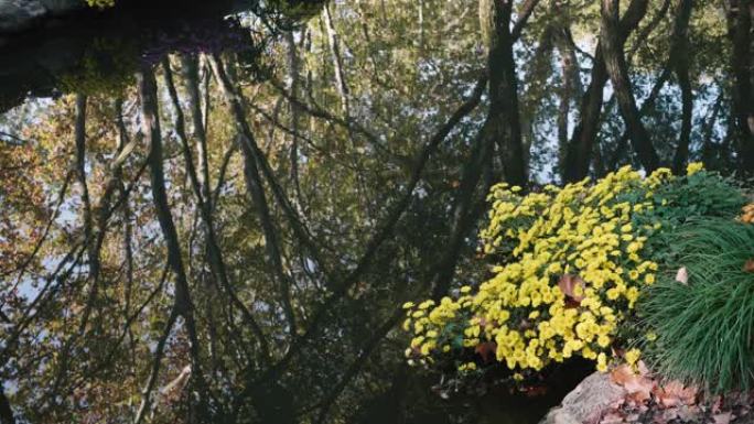 美丽的菊花和水中森林的倒影，阳光明媚的秋天风景，4k慢镜头。