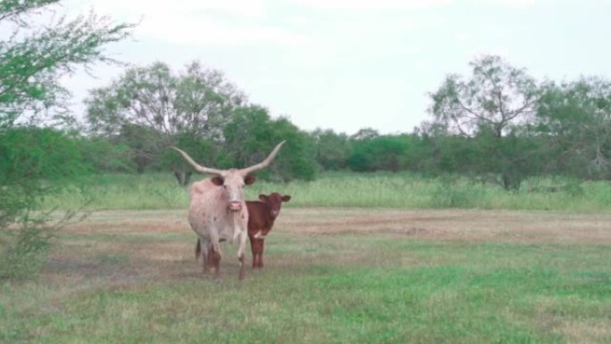 农场里的牛和瓦图西