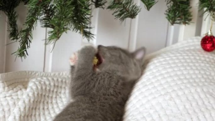 小猫的圣诞节。小灰色小猫玩着圣诞装饰品、球，看着相机。凯蒂准备庆祝。白色毯子上有趣的小猫和礼品盒。节