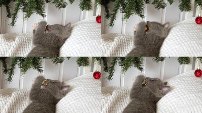 小猫的圣诞节。小灰色小猫玩着圣诞装饰品、球，看着相机。凯蒂准备庆祝。白色毯子上有趣的小猫和礼品盒。节