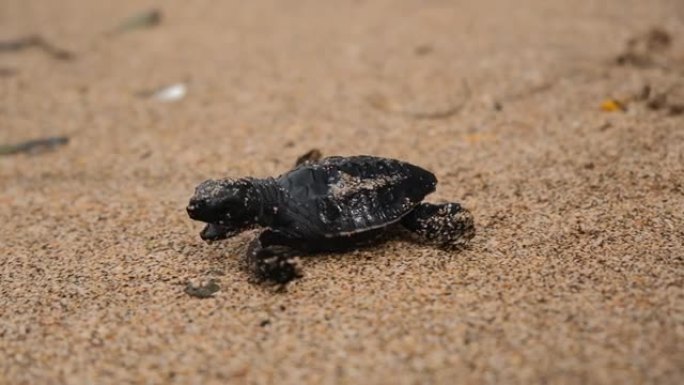 一只新生的海龟沿着潮湿的沙子向海洋爬行，迅速移动爪子。小乌龟的毅力和决心令人惊叹。