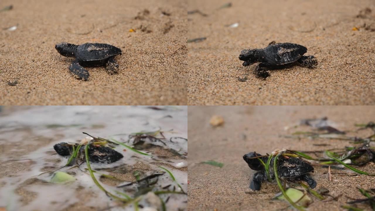 一只新生的海龟沿着潮湿的沙子向海洋爬行，迅速移动爪子。小乌龟的毅力和决心令人惊叹。