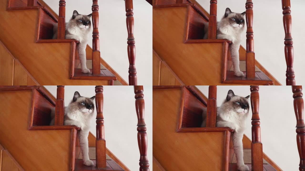 可爱的布娃娃猫的特写镜头躺在木制楼梯上，一只站立的爪子。快乐可爱的猫宠物的概念。4k镜头慢动作多莉生