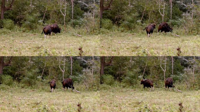 印度野牛在森林中行走的慢动作