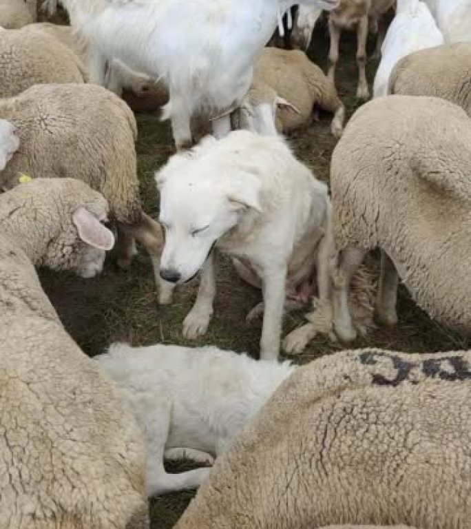 马雷玛牧羊犬在一群羊中四处张望的垂直镜头