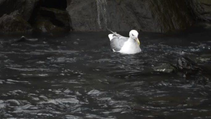 鲱鱼鸥收集鲑鱼卵在河中游泳