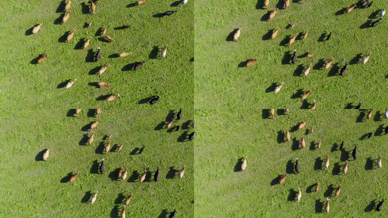 夏季牧场上放牛。在牧场上放牧的牛群的鸟瞰图，俯视图。乳制品生产。和平景观鸟景生态与环境保护。健康食品