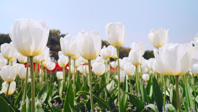 郁金香花海五颜六色花朵