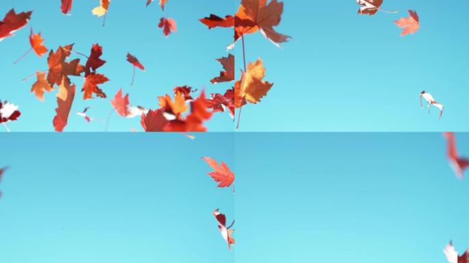 秋天的枫叶在湛蓝的天空下的超慢动作。