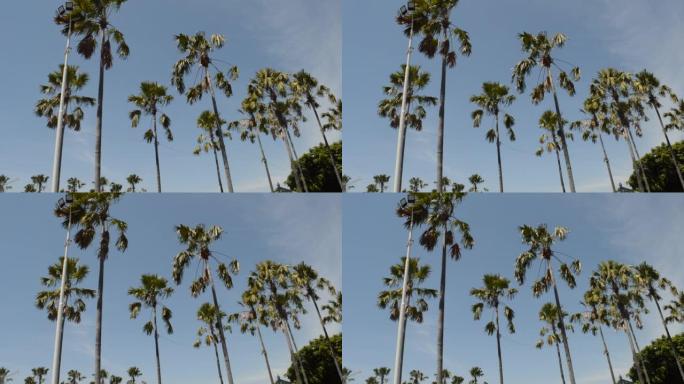 摇曳的棕榈树