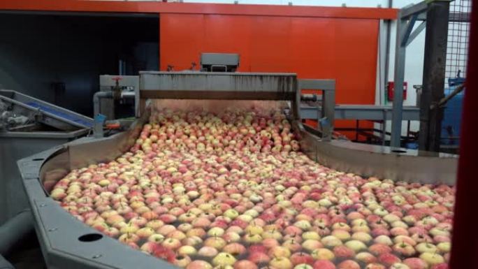 食品加工厂内部，苹果漂浮，在水箱输送机中清洗和运输