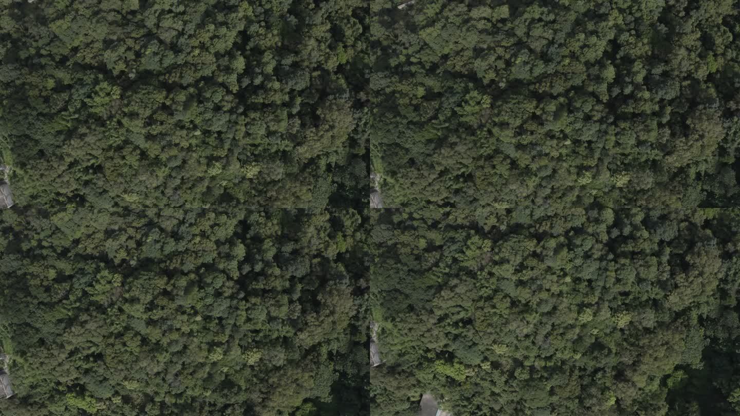 广东省广州白云山航拍茂盛树林森林