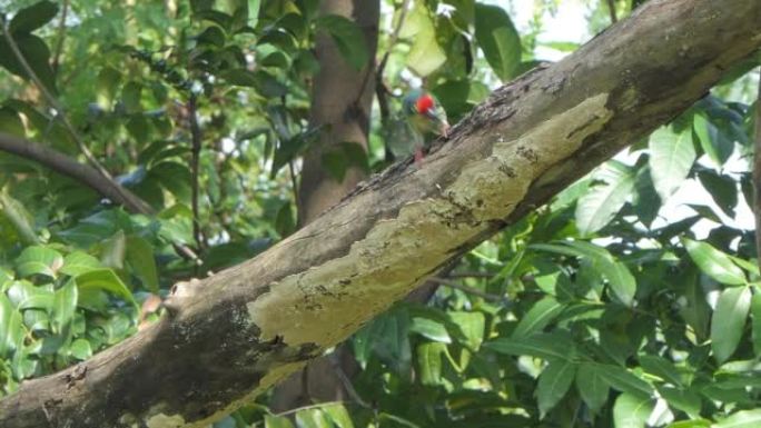 铜匠巴贝鸟筑巢通过钻木头打洞。